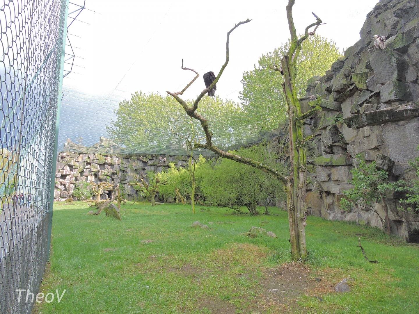 Vulture aviary [2017]