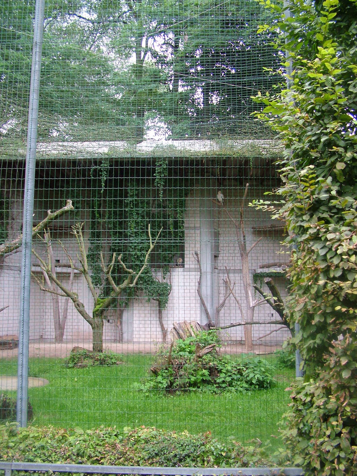 Vulture Aviary at Darmstadt, 30/08/10