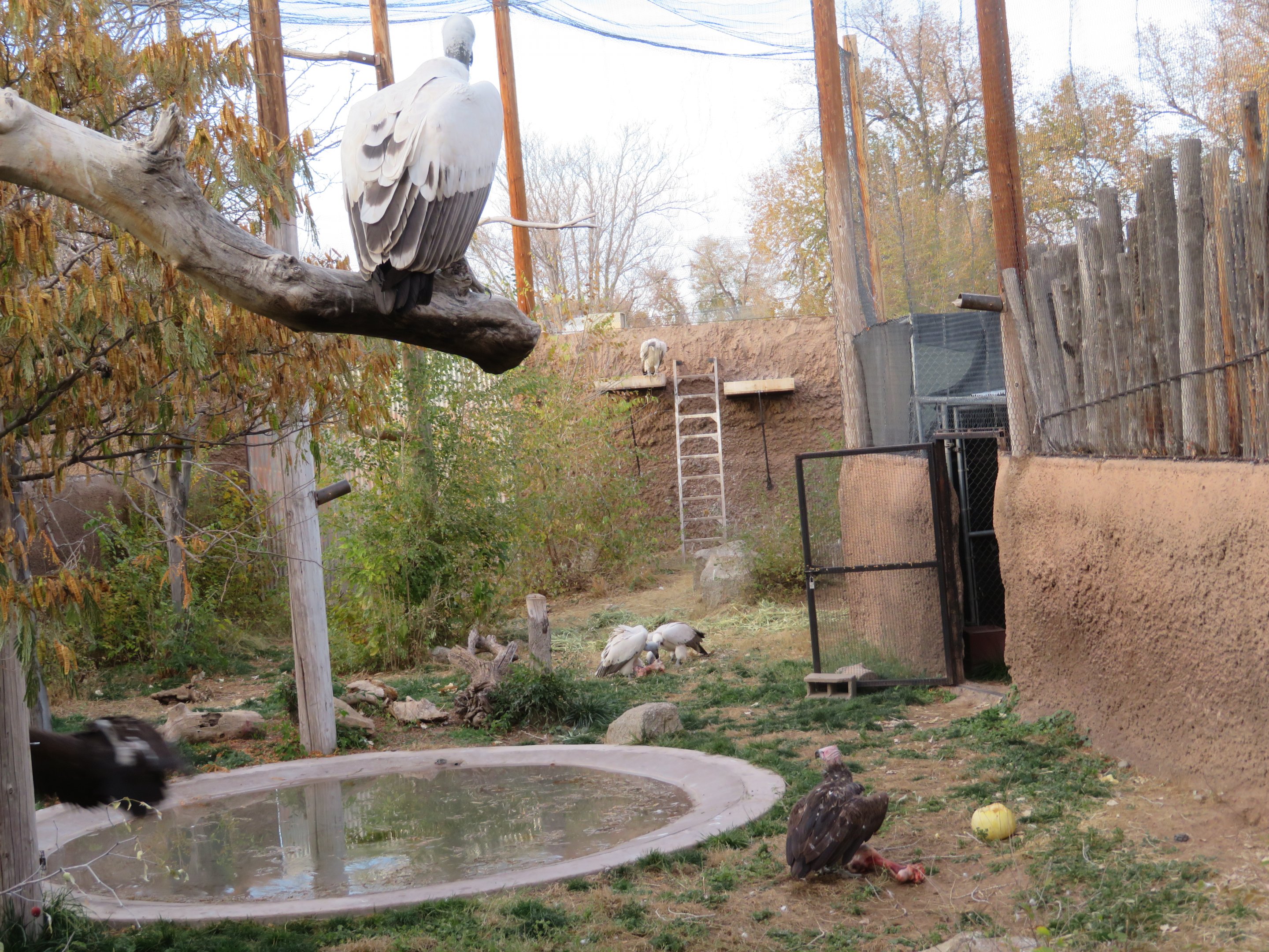Vulture Aviary at Feeding Time