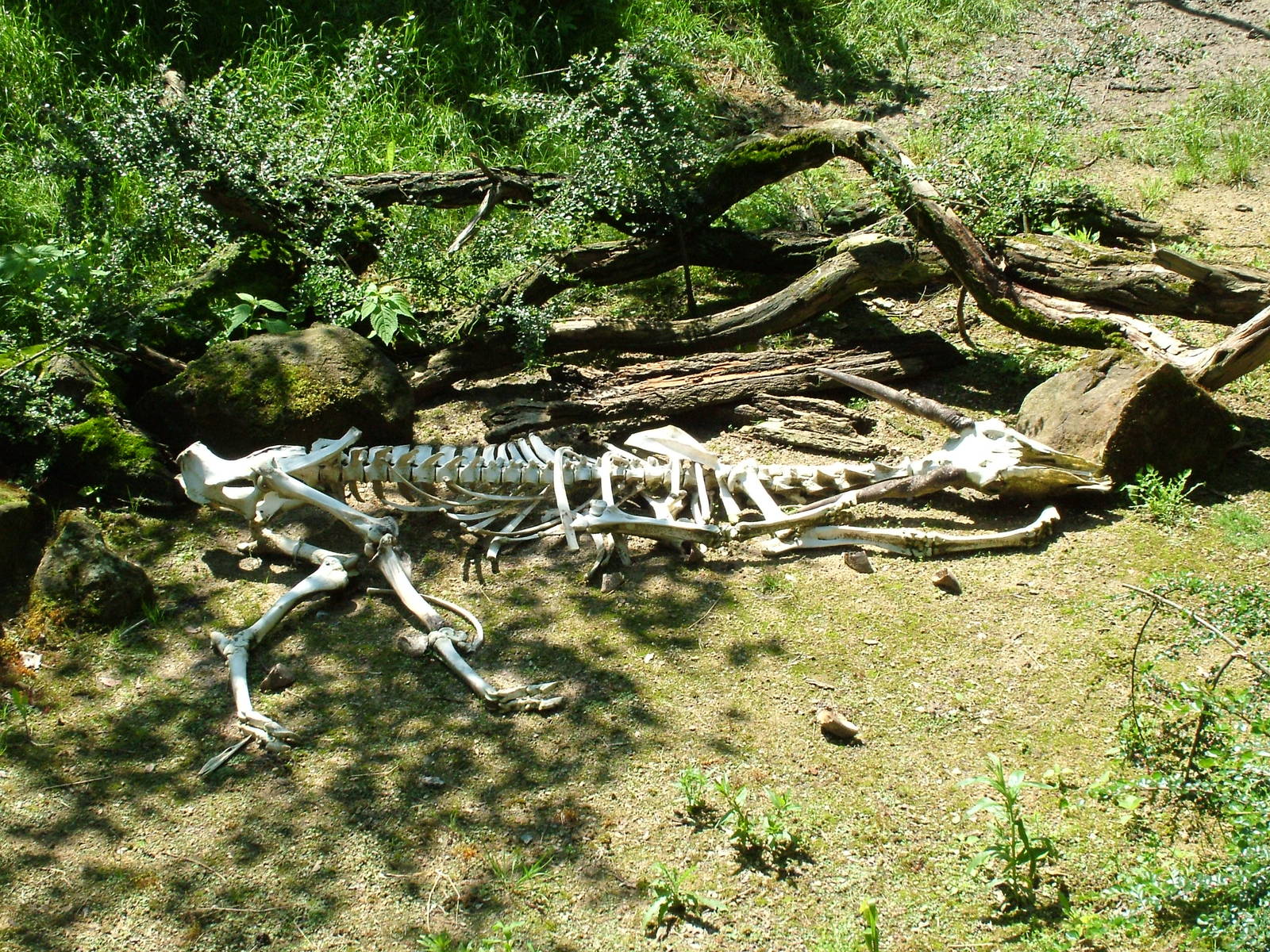 Vulture aviary at Zlin, 28/05/10