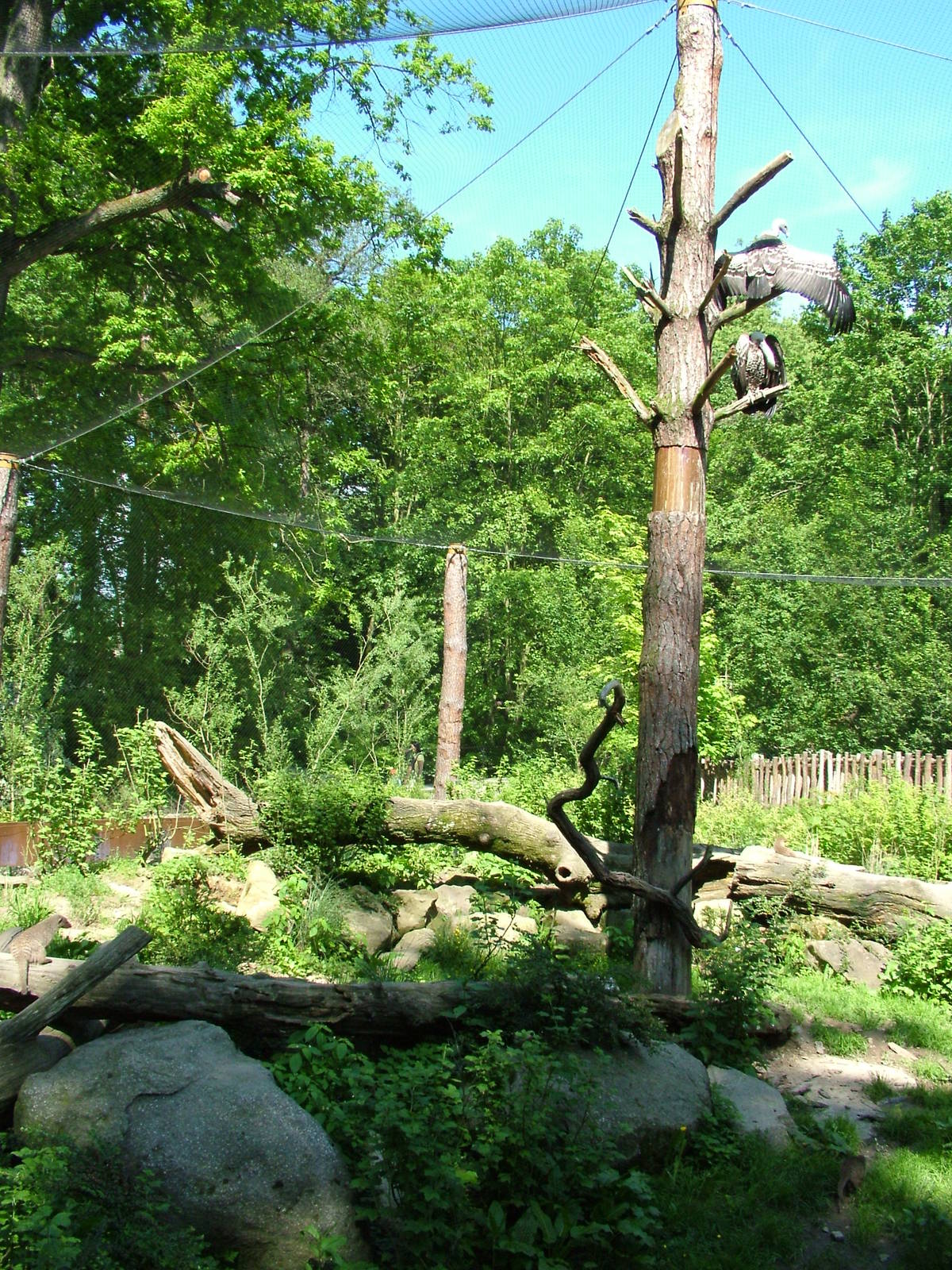 Vulture aviary at Zlin, 28/05/10