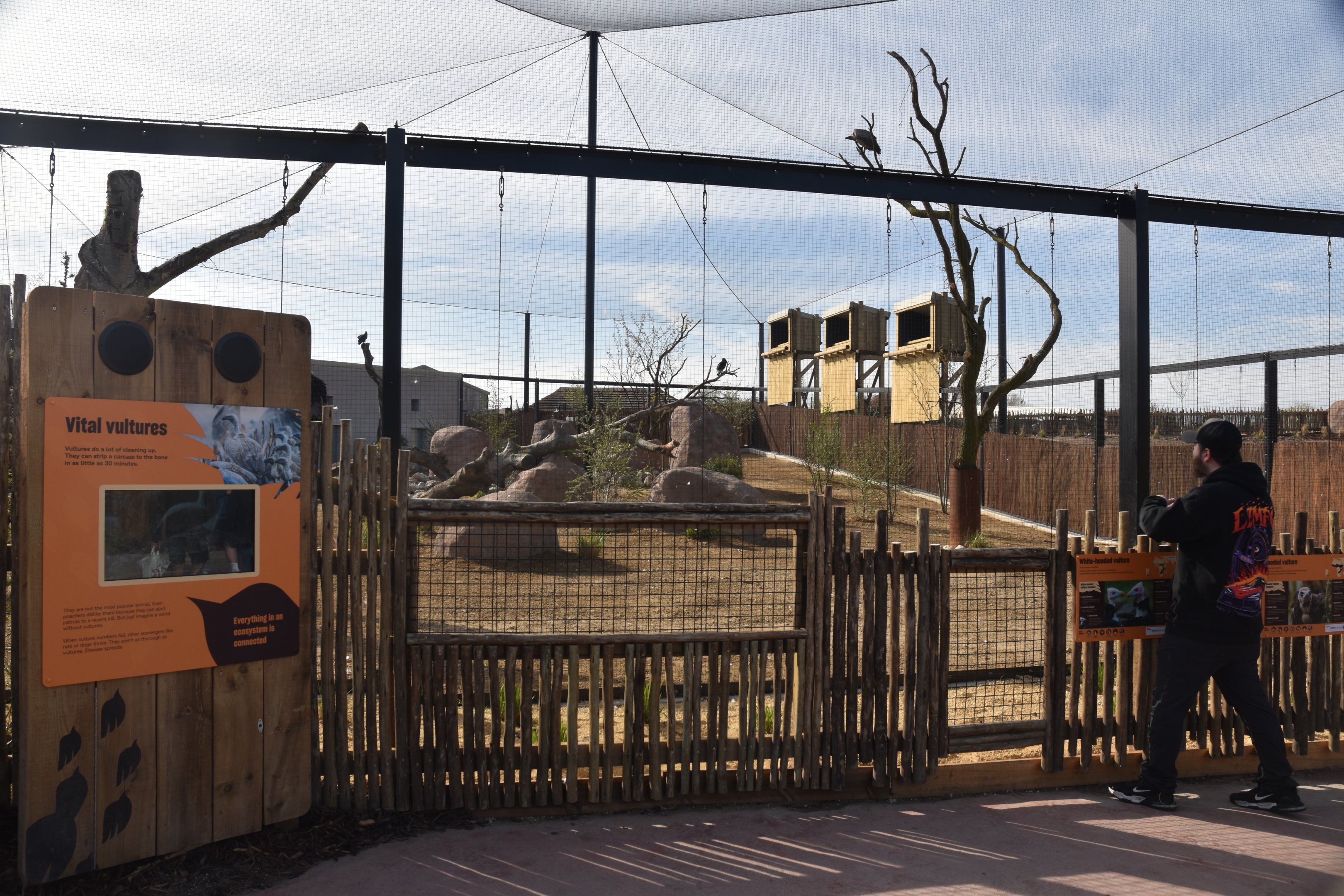Vulture Aviary, Heart of Africa at Chester, 12th April 2025