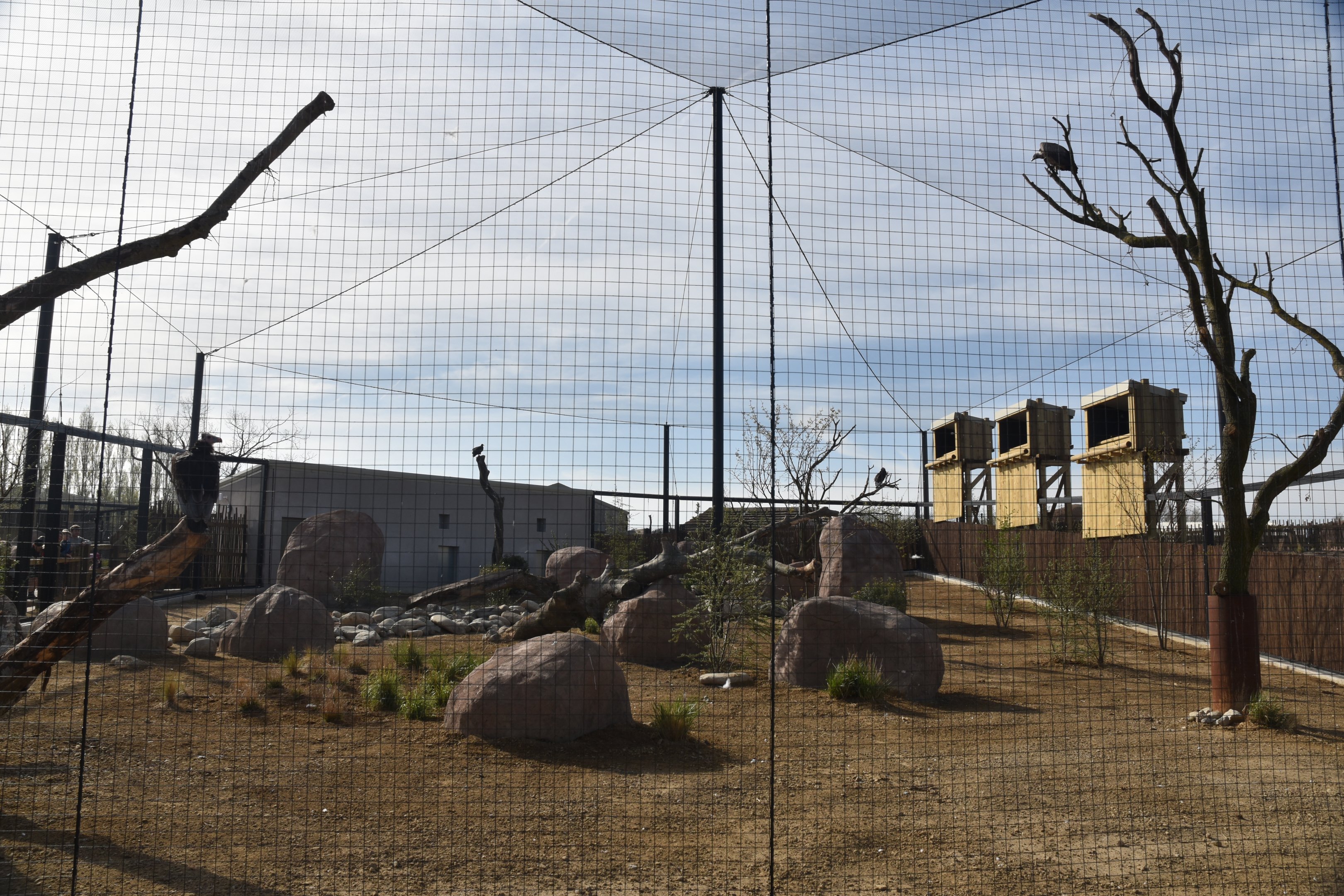 Vulture Aviary, Heart of Africa at Chester, 12th April 2025