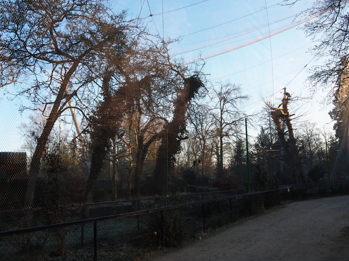 Vulture aviary (Jan 20th, 2019)