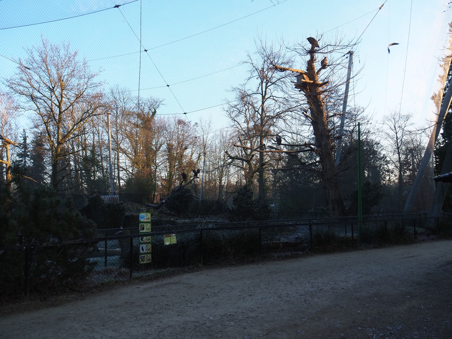 Vulture aviary (Jan 20th, 2019)