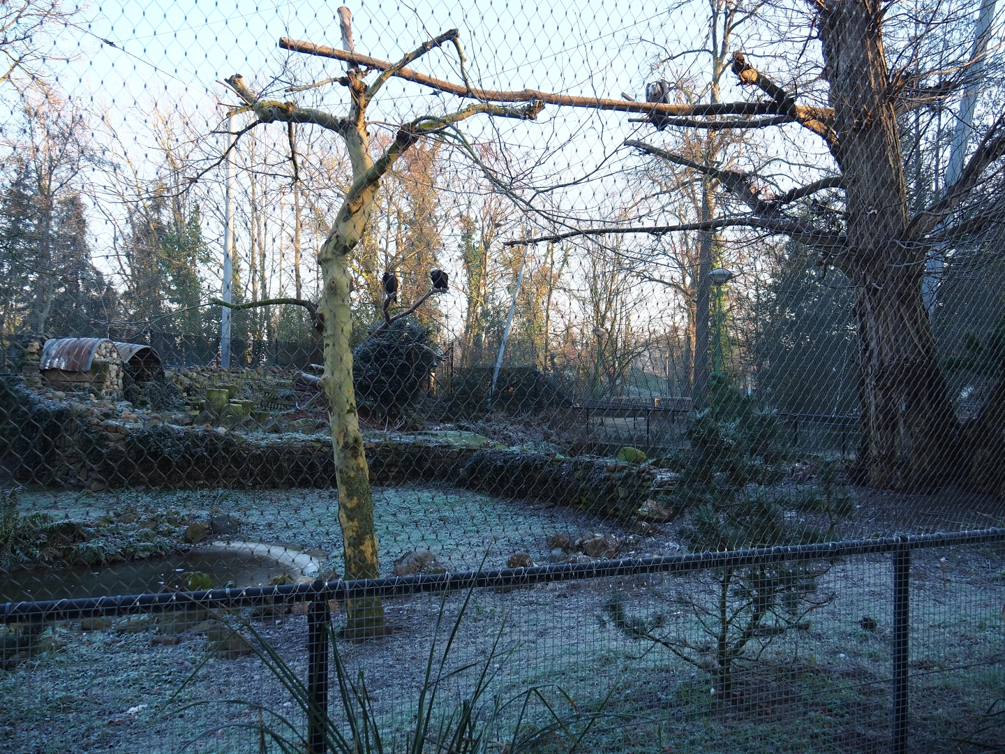Vulture aviary (Jan 20th, 2019)