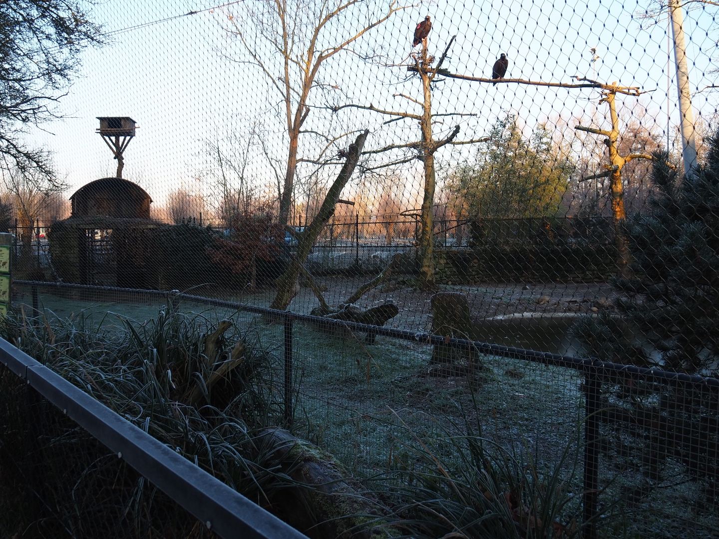 Vulture aviary (Jan 20th, 2019)