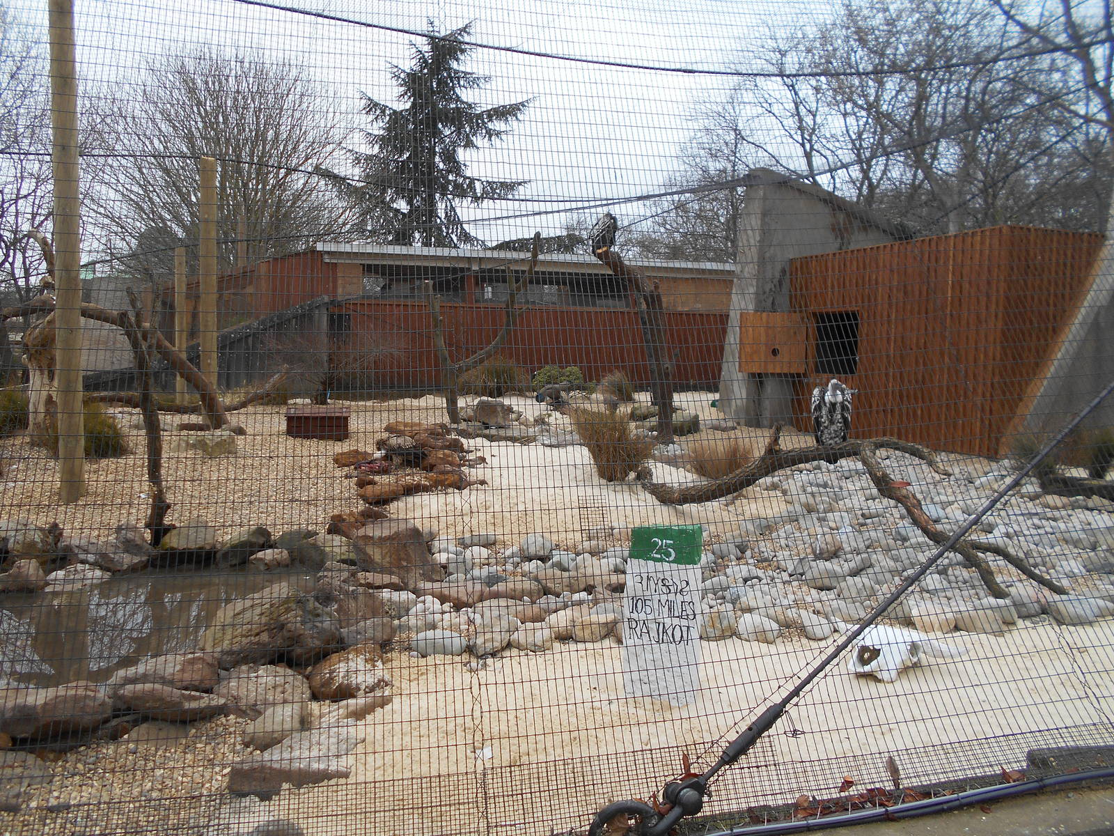 Vulture aviary - Land of the Lions