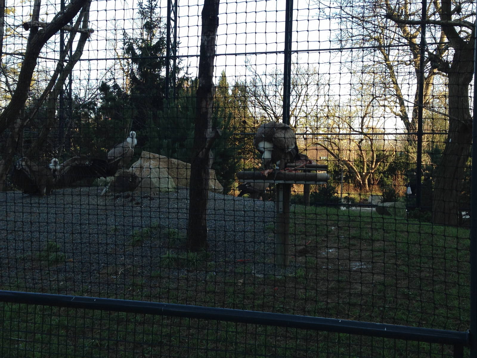 Vulture Aviary (Paris Zoo)