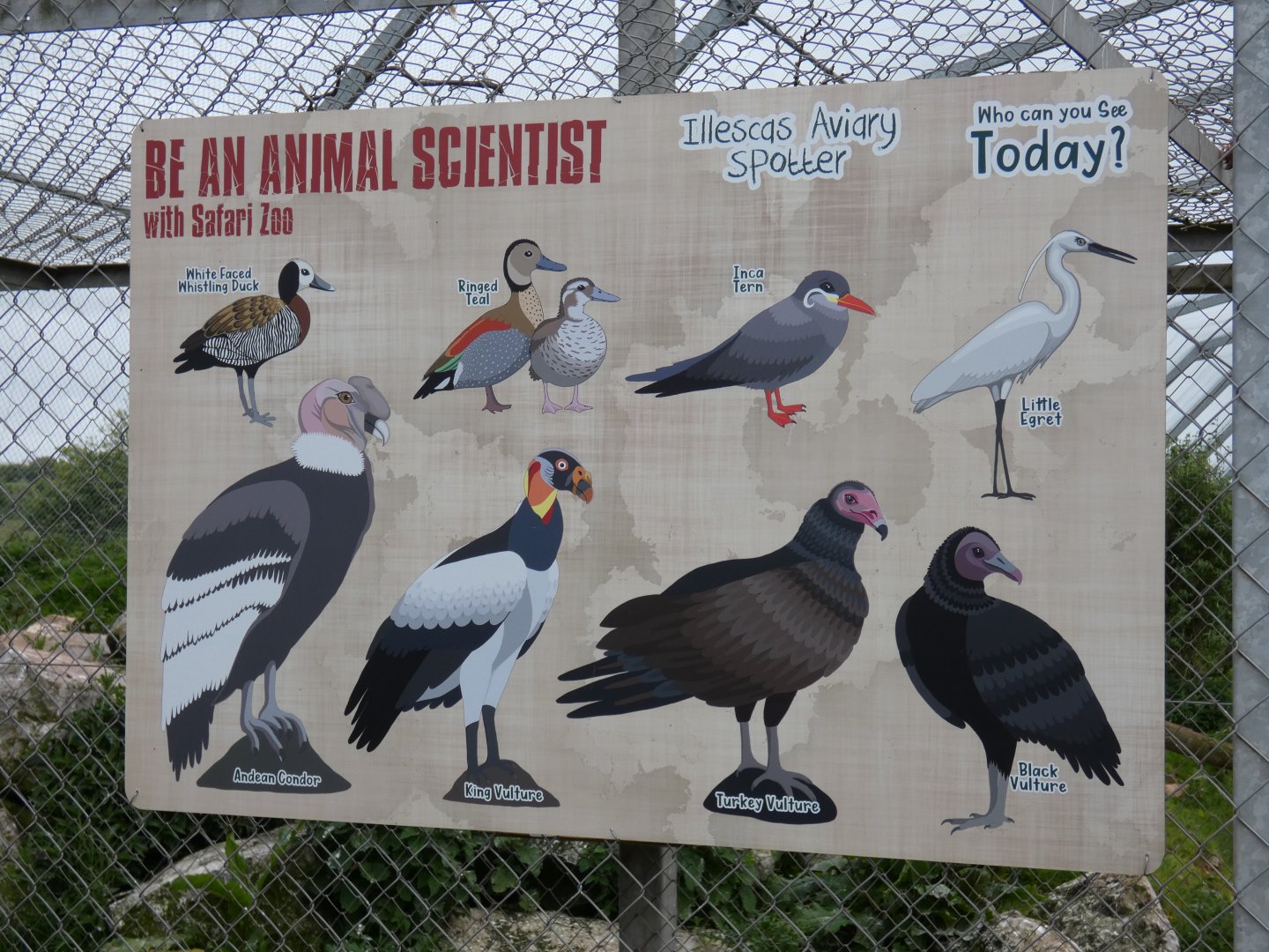 Vulture aviary species list