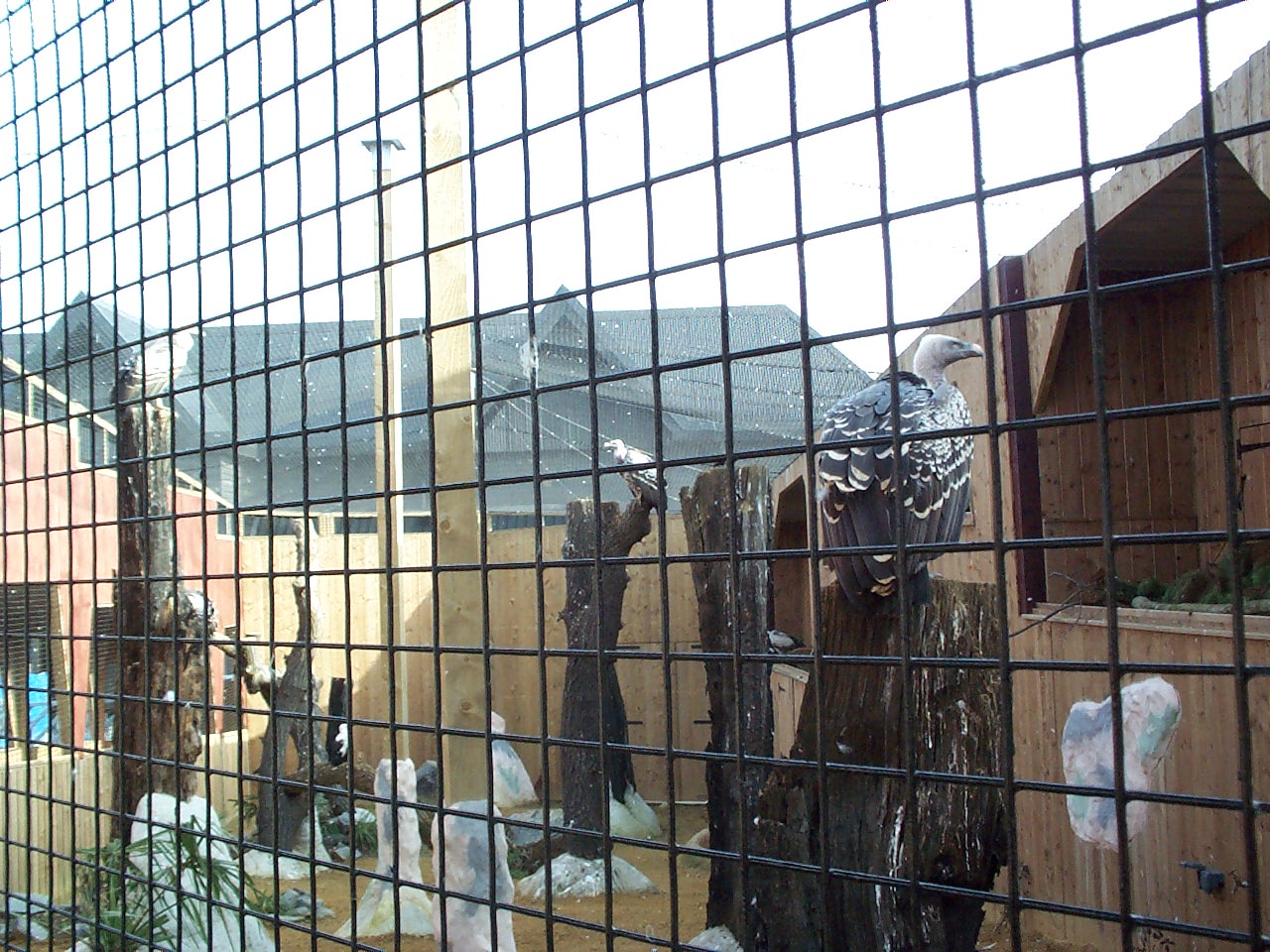vulture aviary