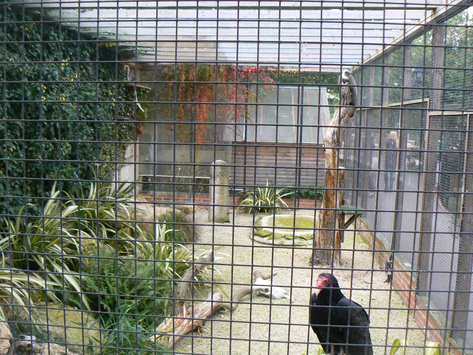 Vulture Aviary