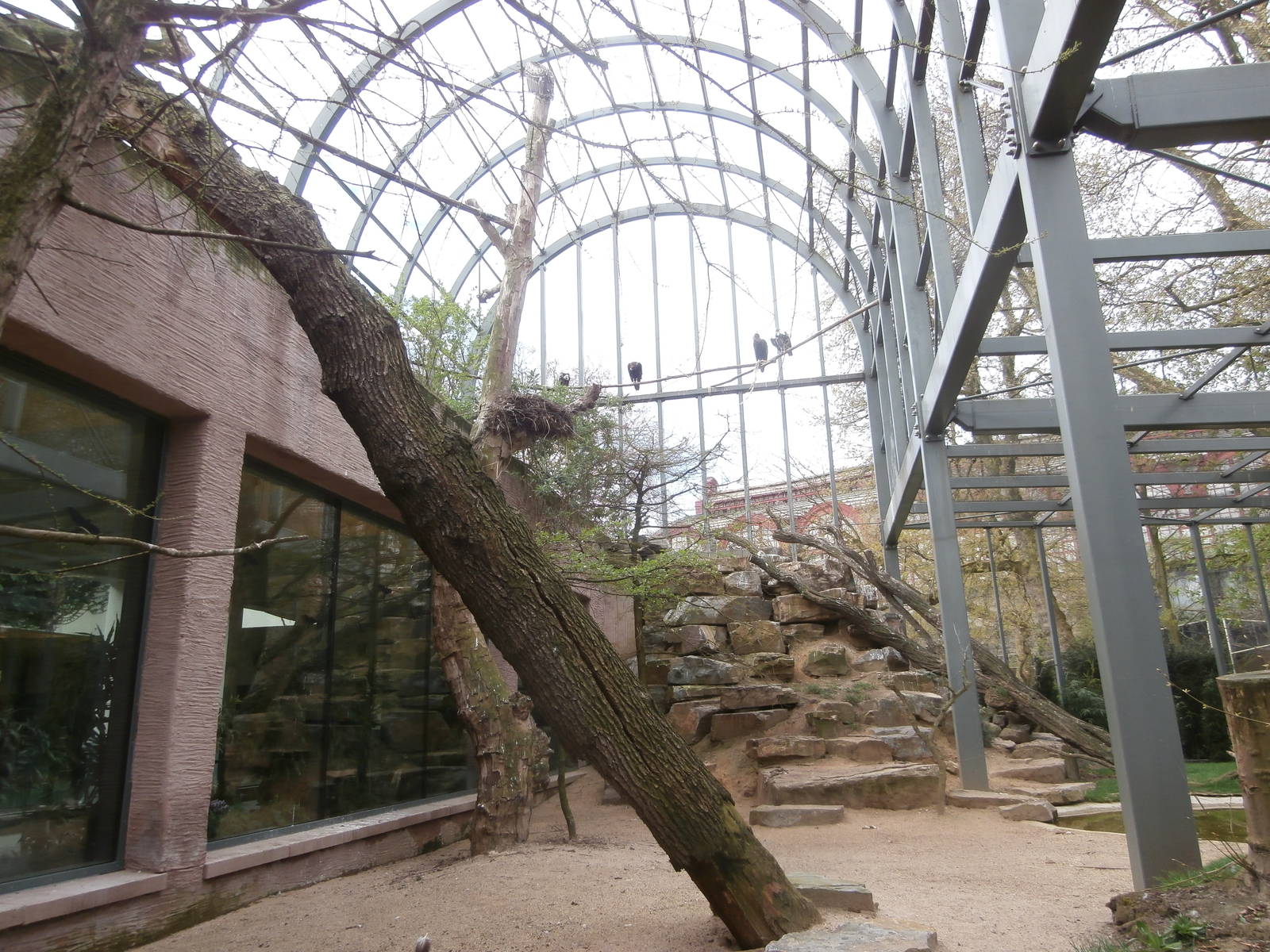 Vulture aviary
