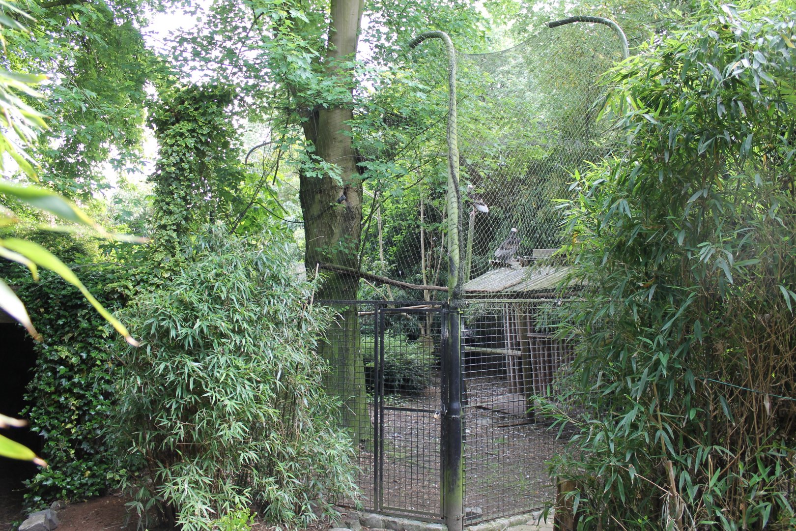 Vulture aviary