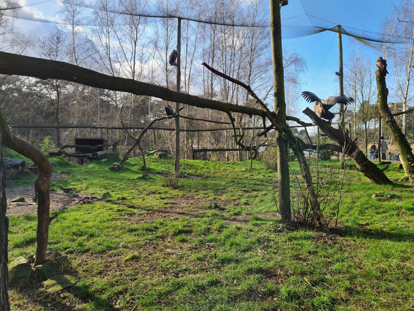 Vulture aviary