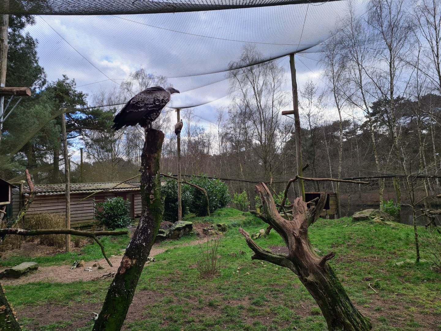 Vulture aviary