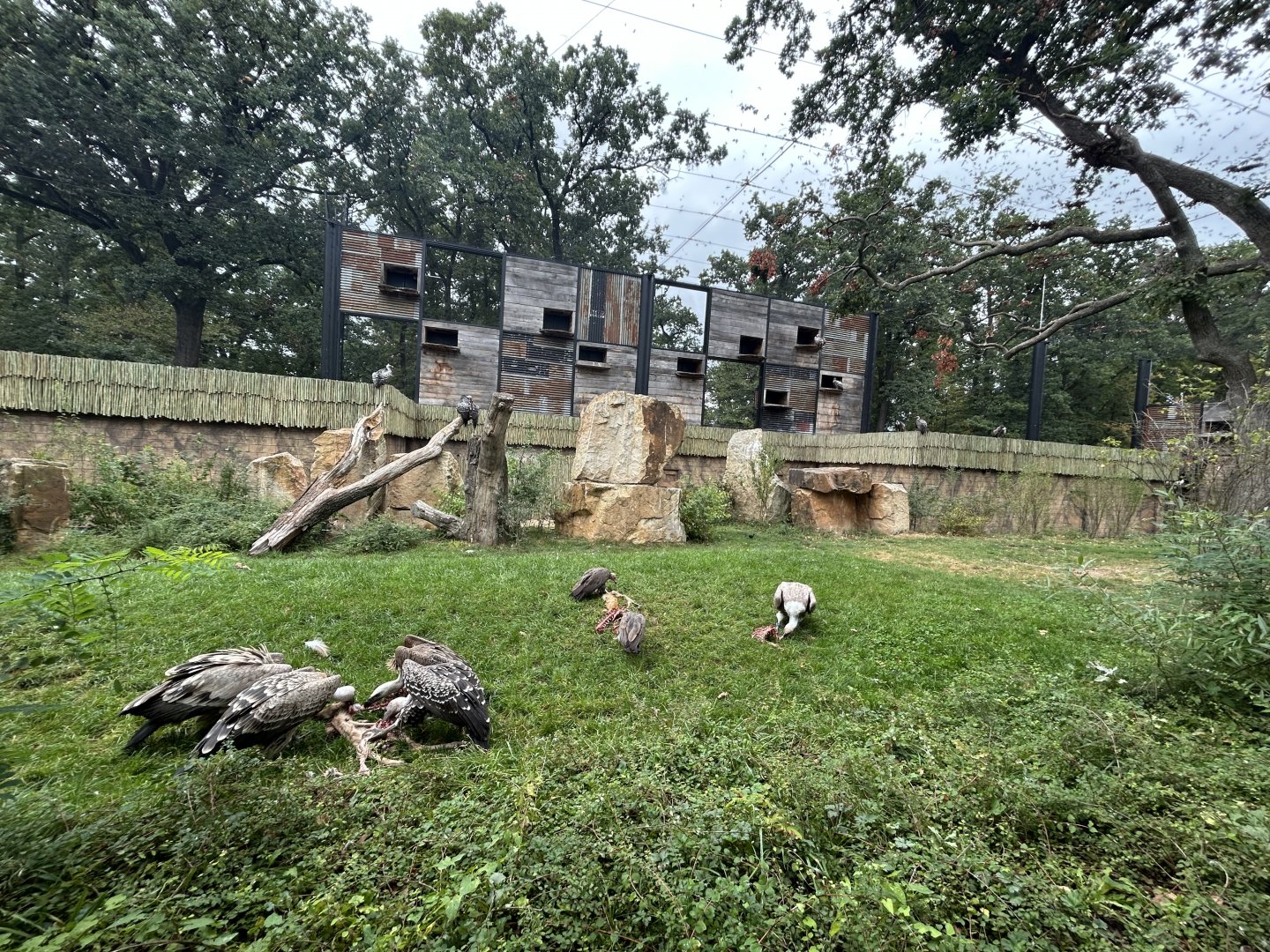 Vulture Aviary