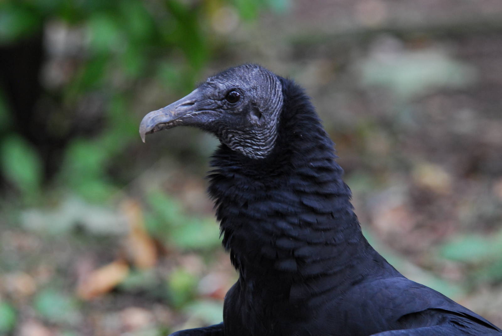 Vulture Awareness Day 2009