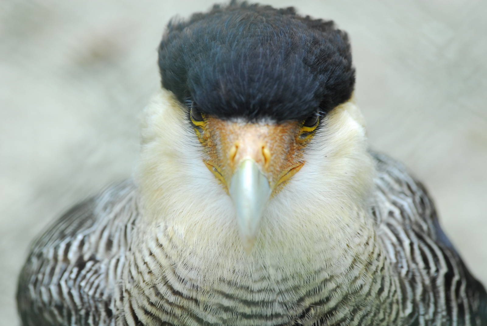 Vulture Awareness Day 2009