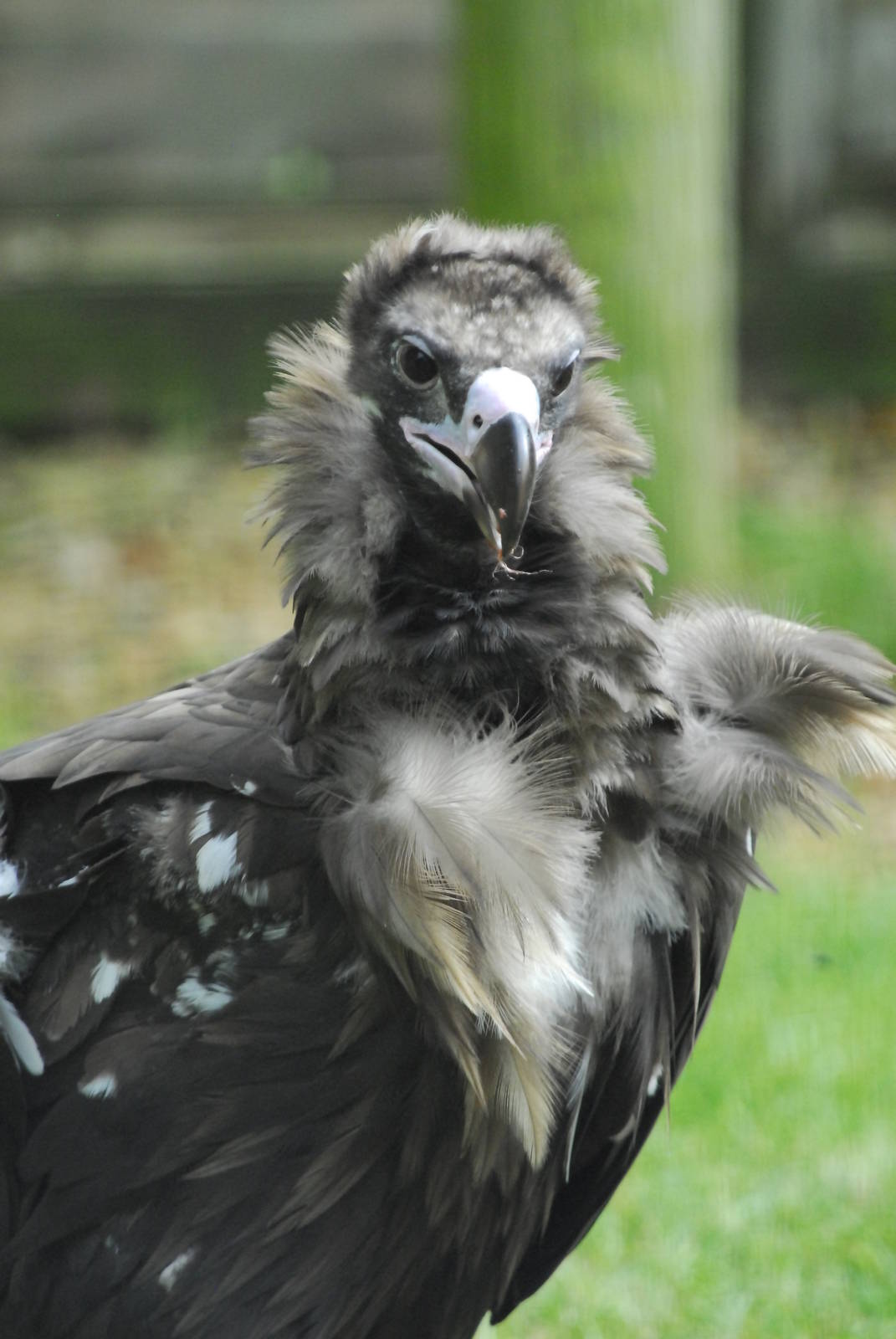 Vulture Awareness Day 2009