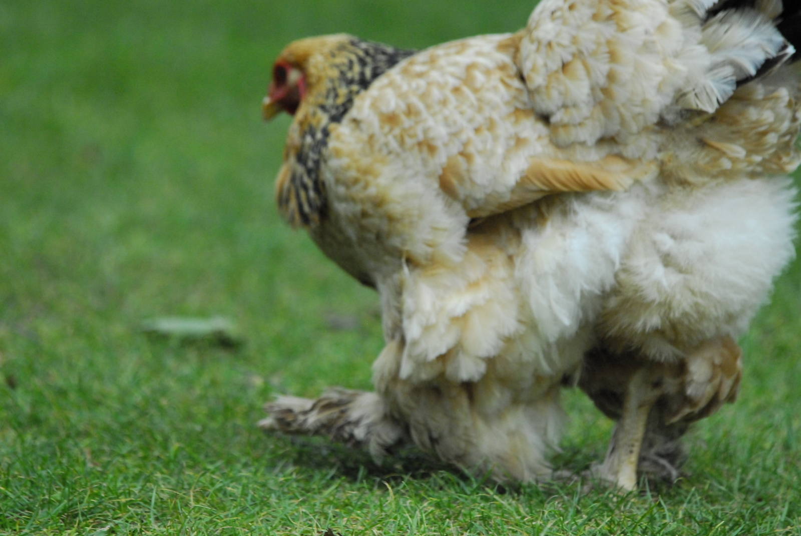Vulture Awareness Day 2009