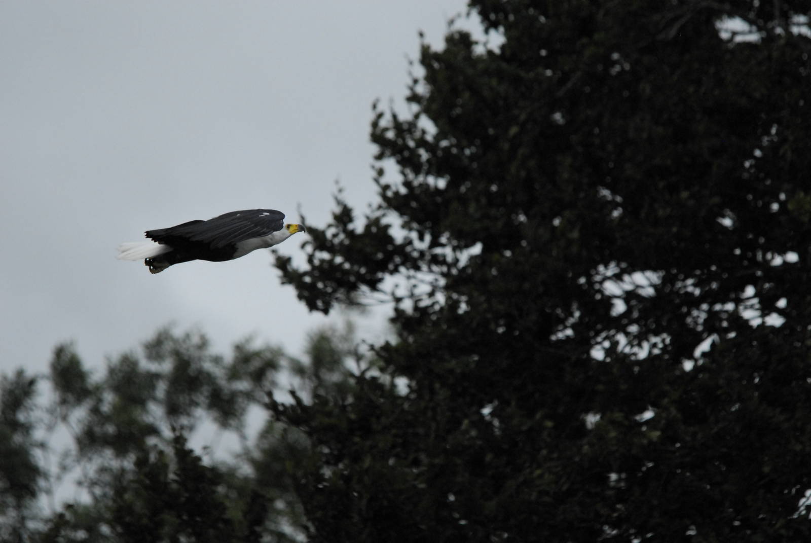 Vulture Awareness Day 2009