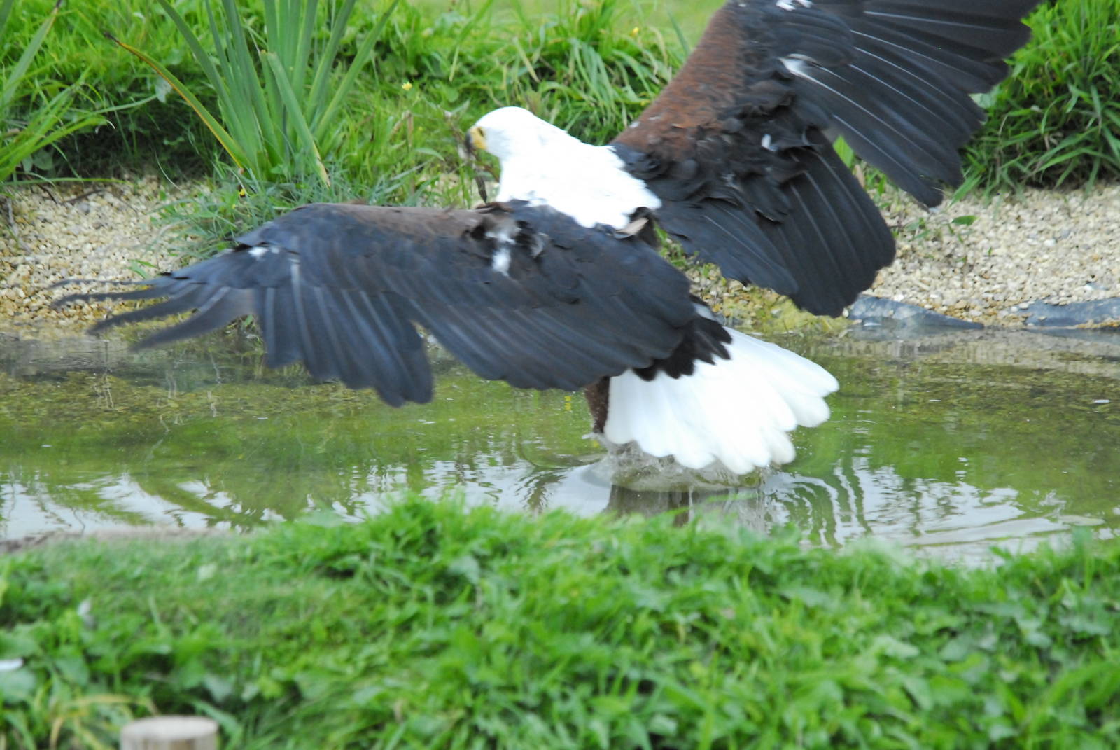 Vulture Awareness Day 2009