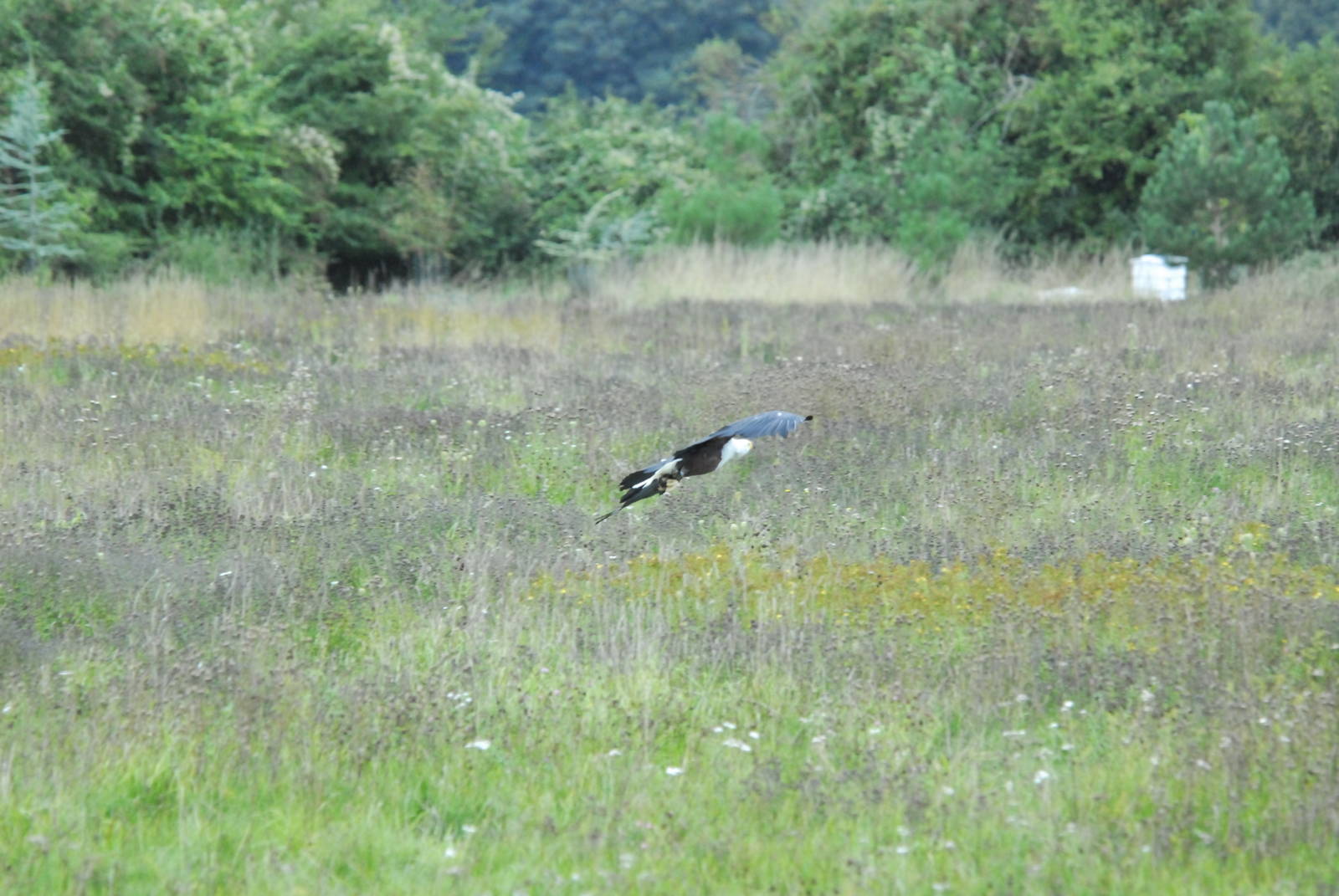 Vulture Awareness Day 2009