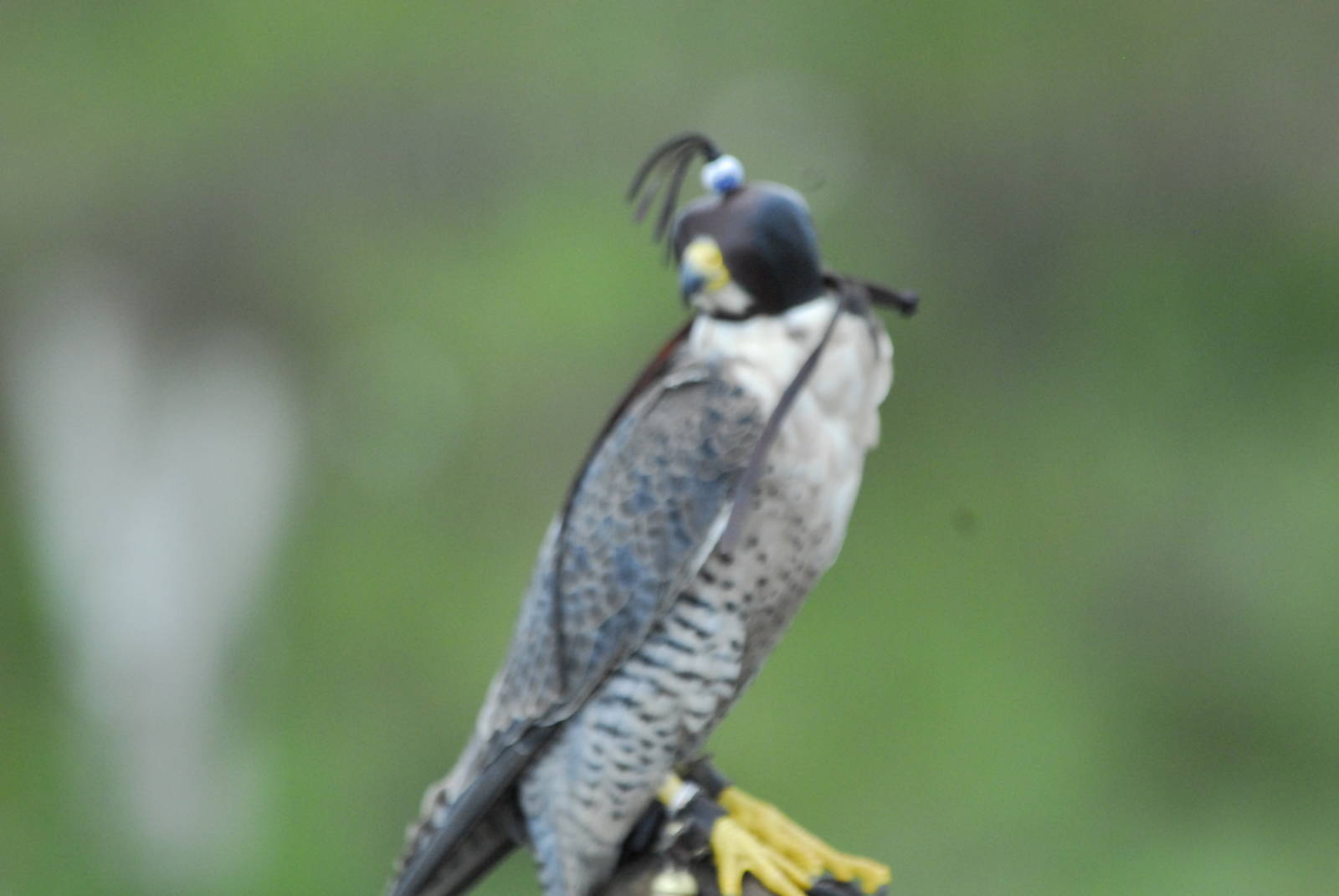 Vulture Awareness Day 2009