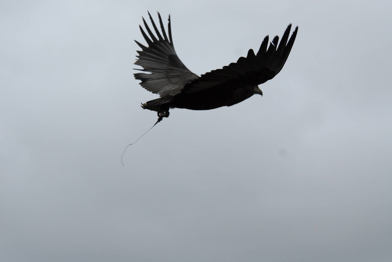 Vulture Awareness Day 2009