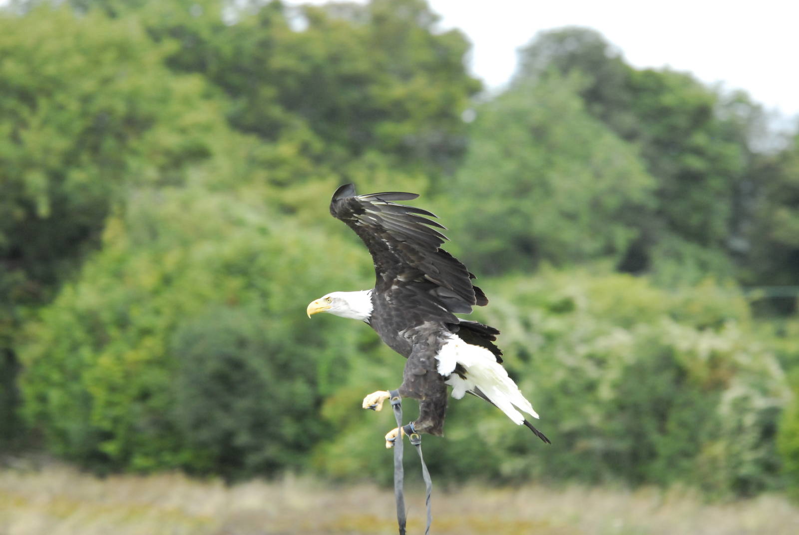 Vulture Awareness Day 2009