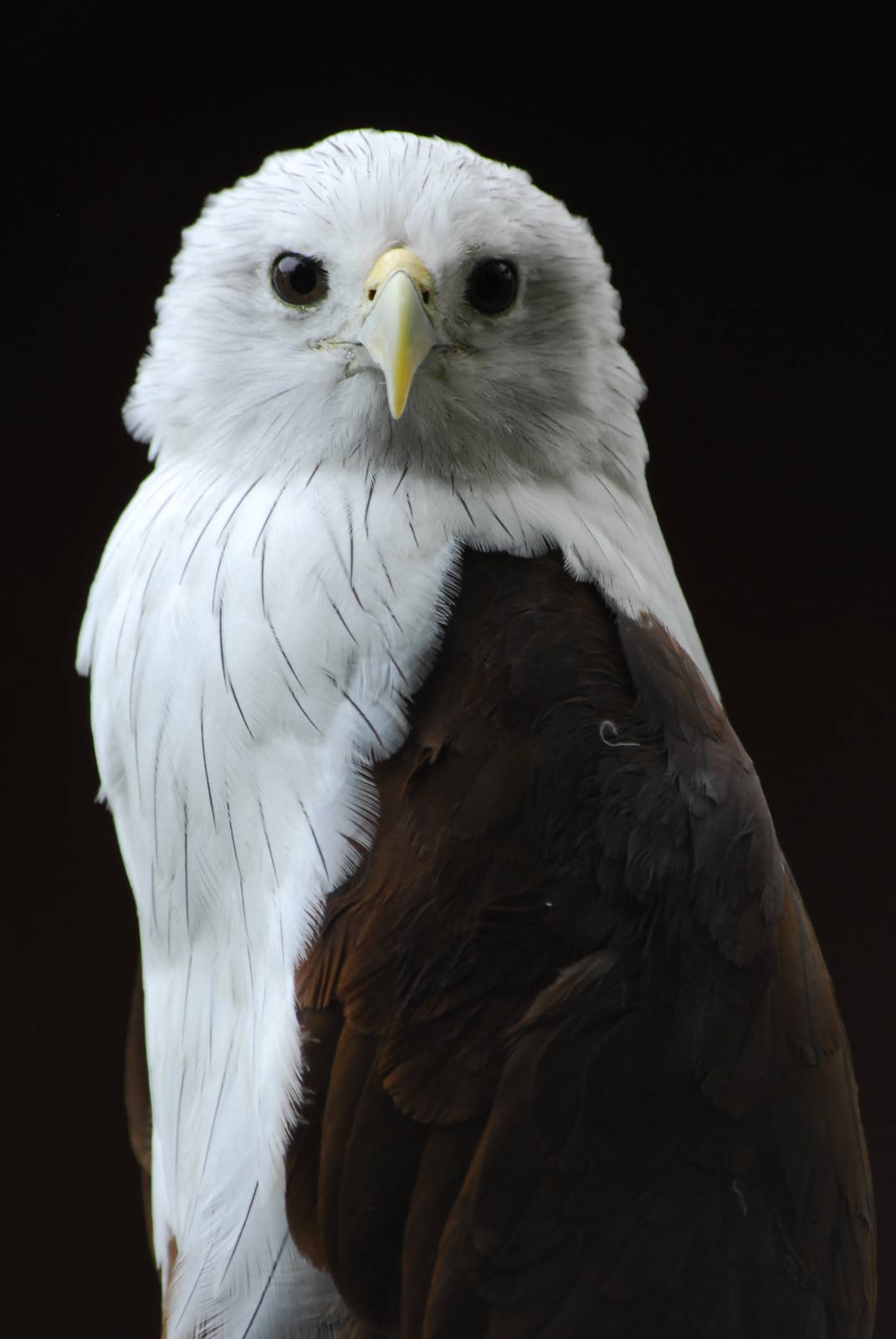 Vulture Awareness Day 2009