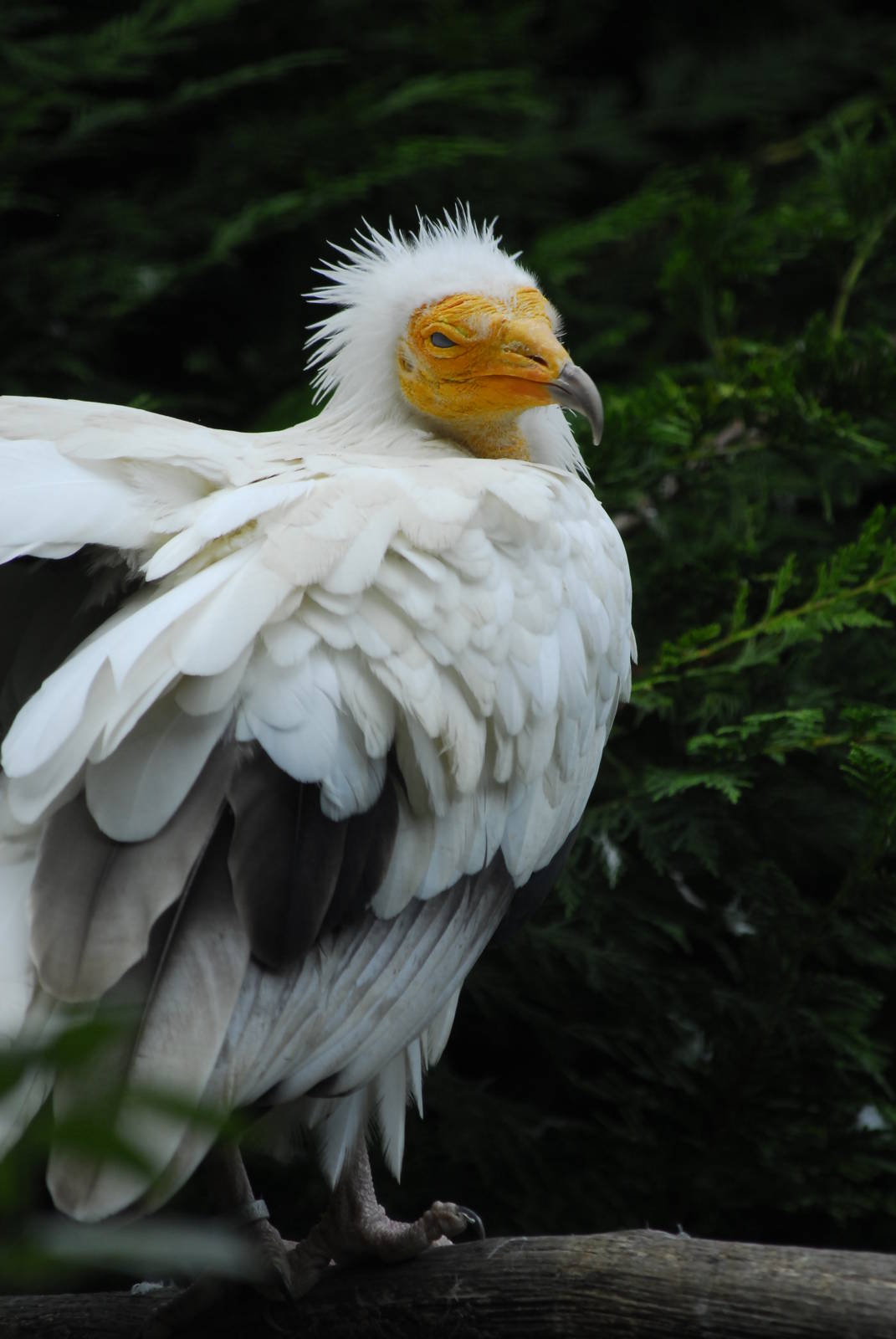 Vulture Awareness Day 2009