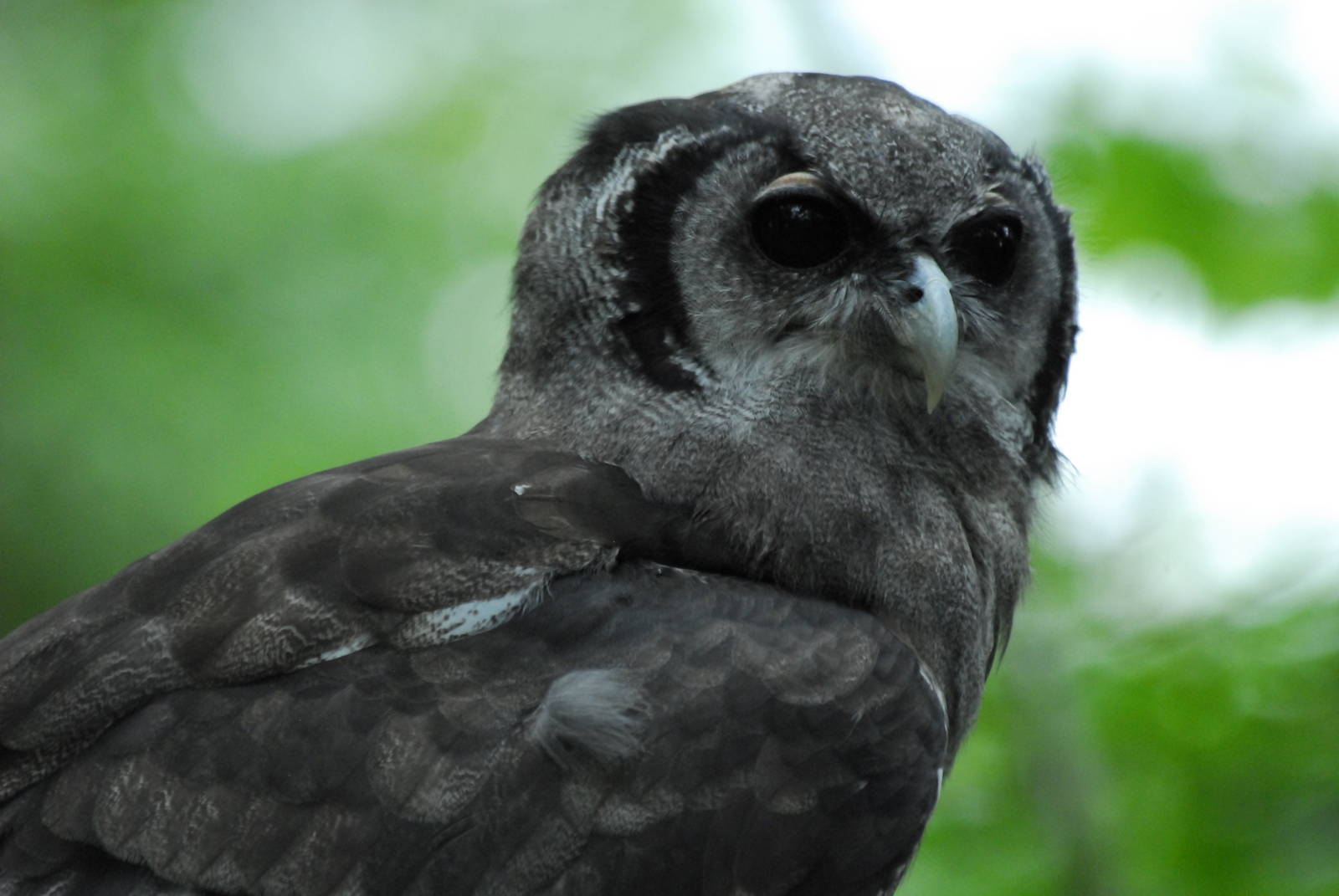 Vulture Awareness Day 2009