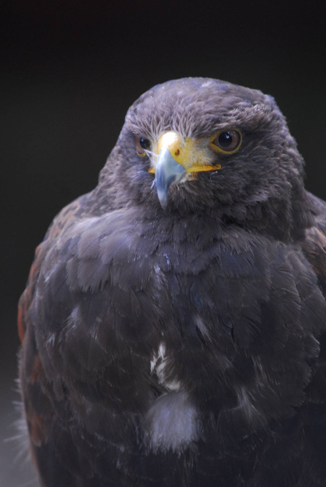 Vulture Awareness Day 2009