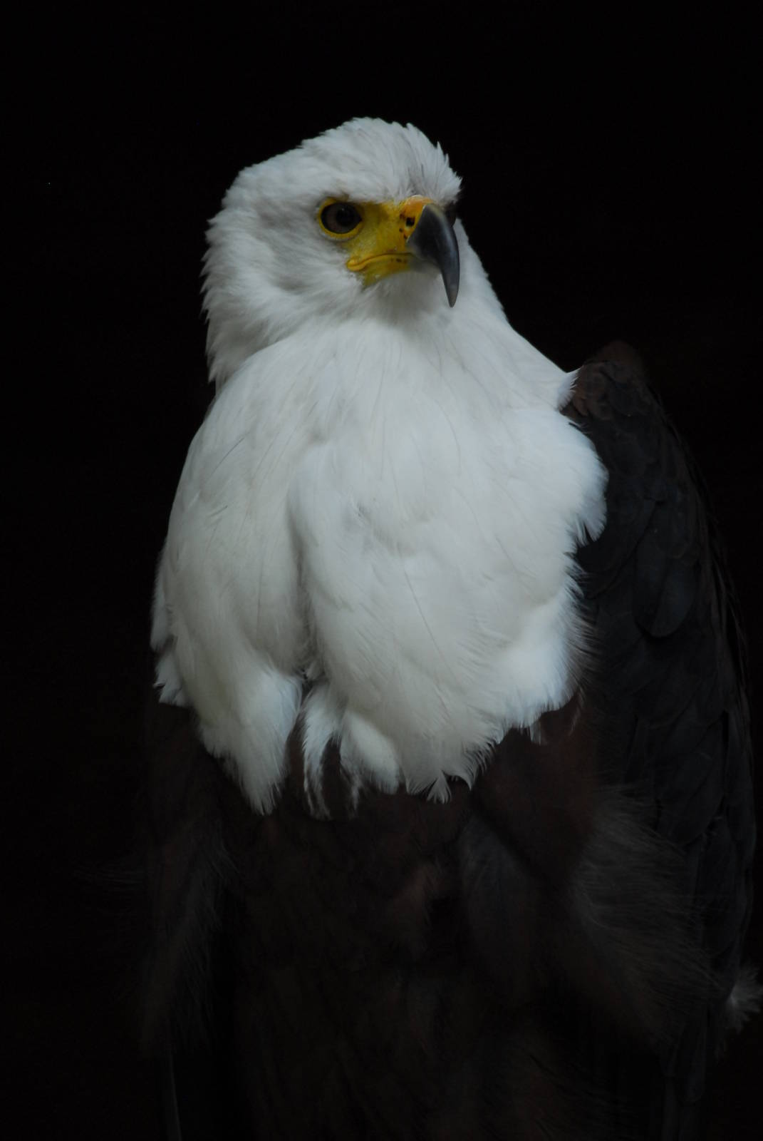 Vulture Awareness Day 2009