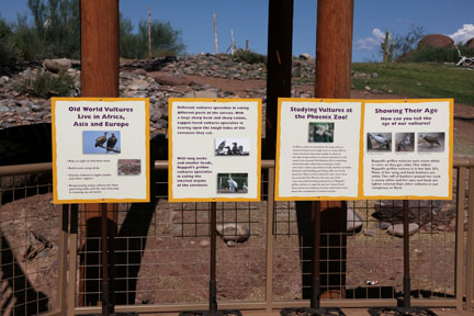 vulture awareness day