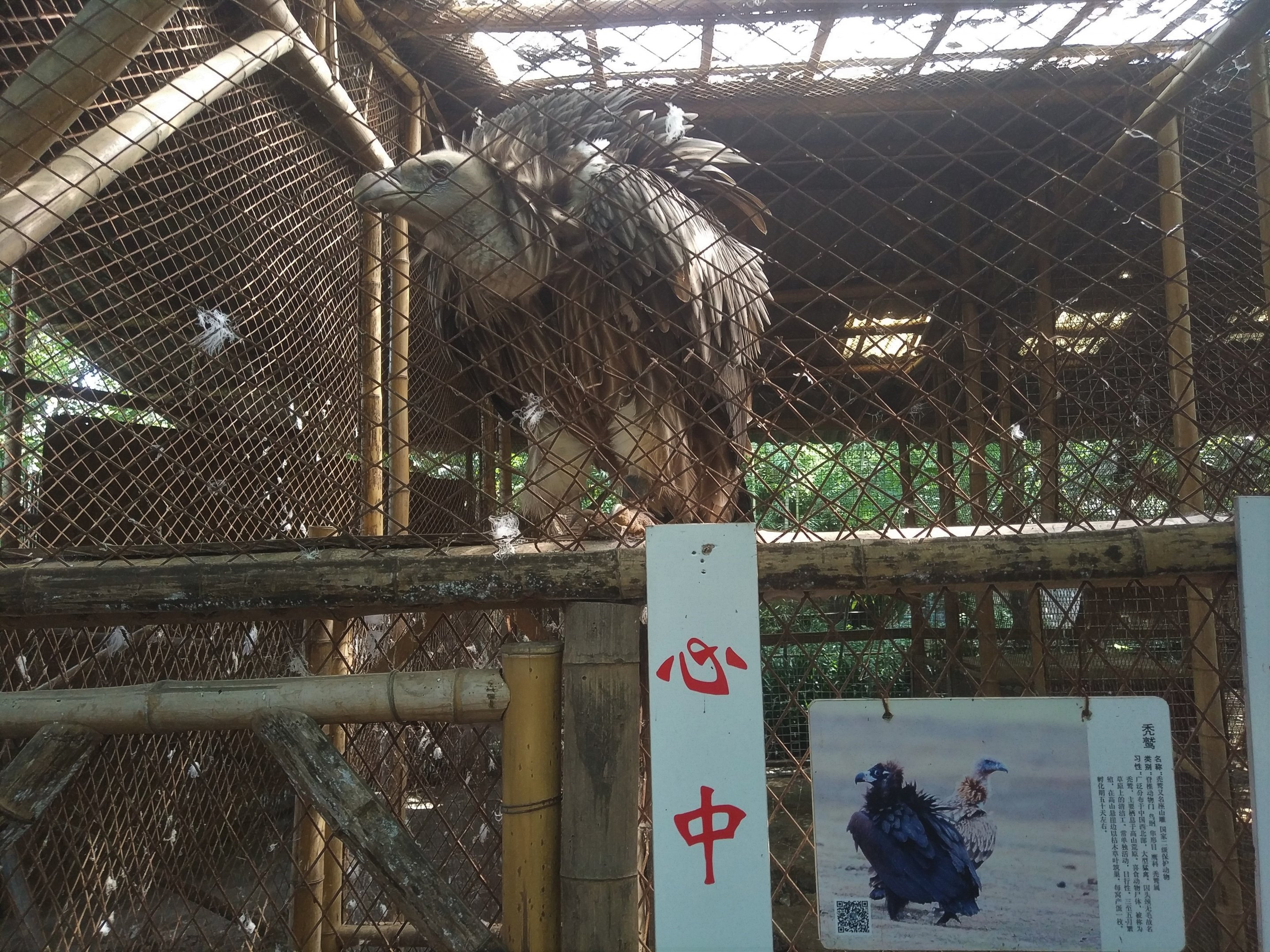Vulture Cage