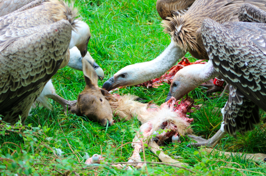 Vulture Carcass Feed