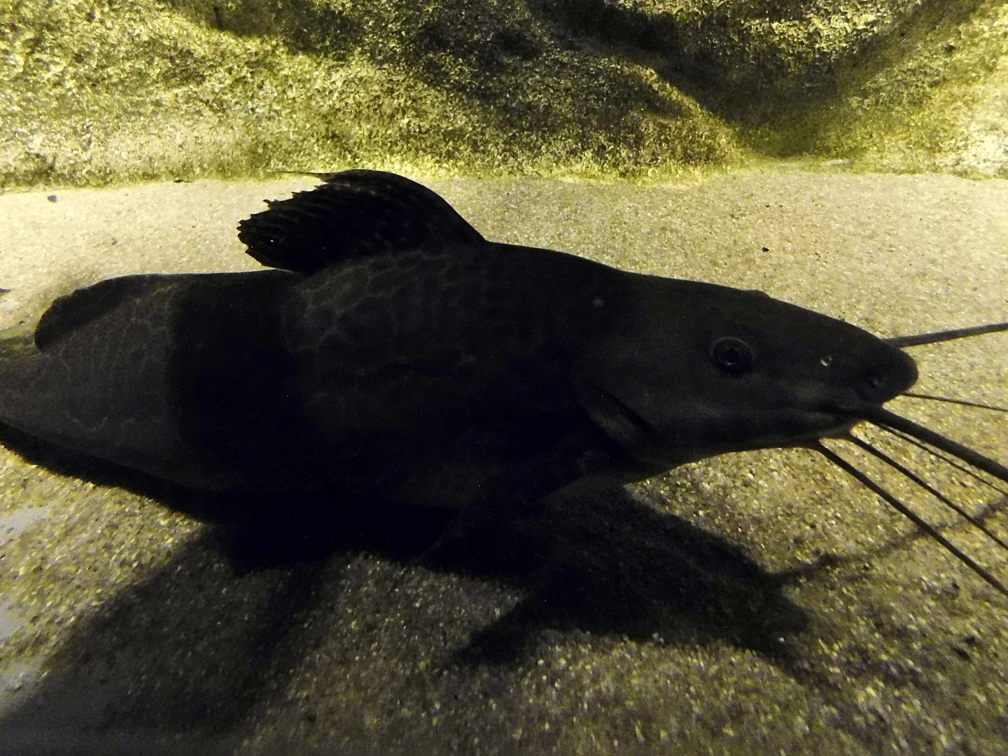 Vulture Catfish (Calophysus macropterus) - Kawasui Kawasaki Aquarium October 21, 2025