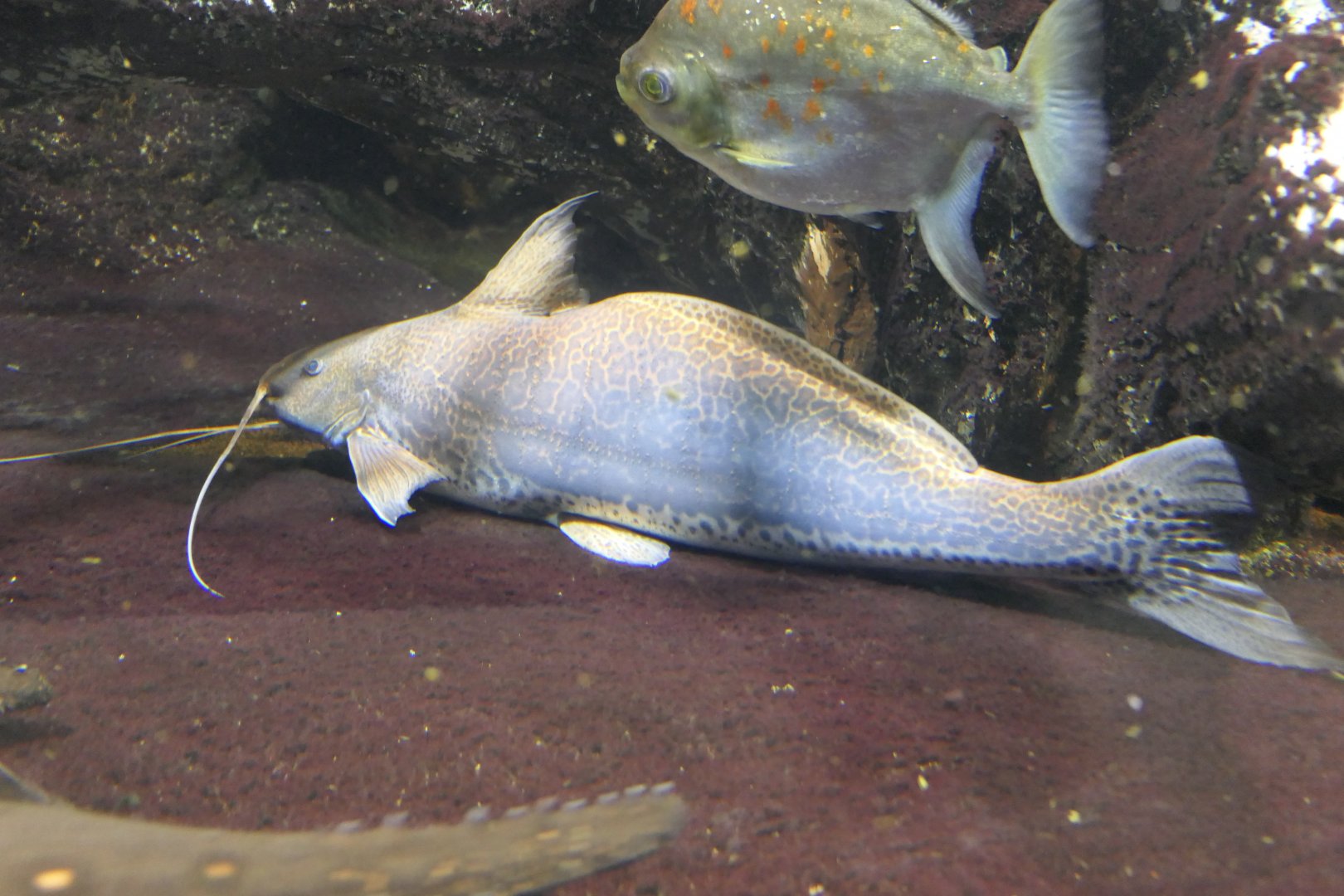 Vulture Catfish (Calophysus macropterus)