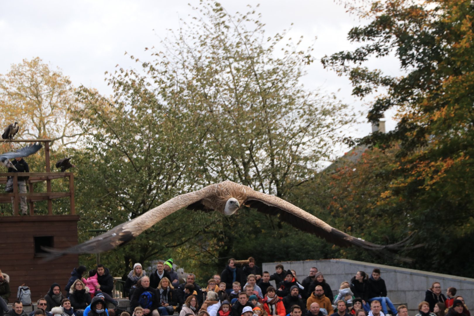 Vulture during bird-of-prey show (November 2019)