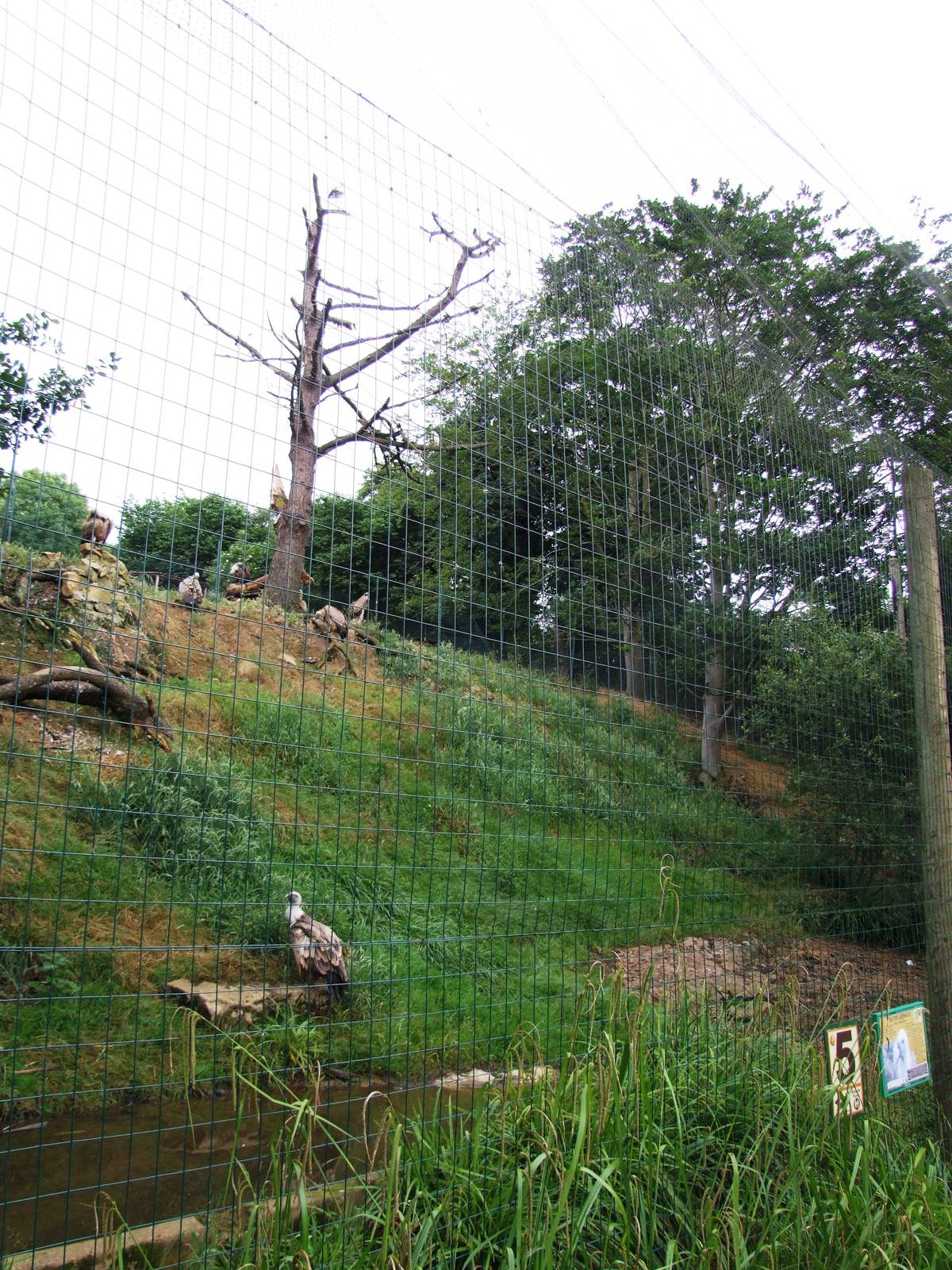 Vulture Enclosure at Santillana del Mar, 13/06/15