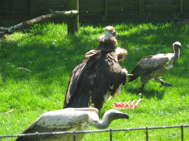 Vulture feeding