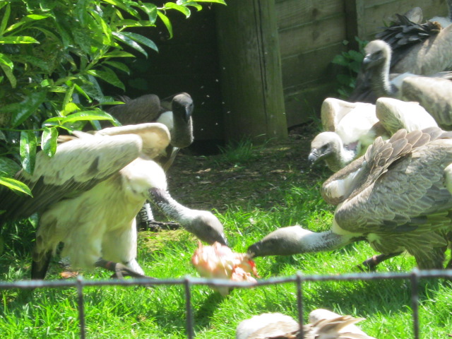 Vulture feeding.