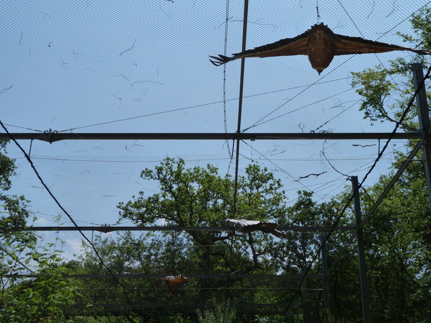 Vulture figures hanging from the aviary celling -Zoodyssée (2025)