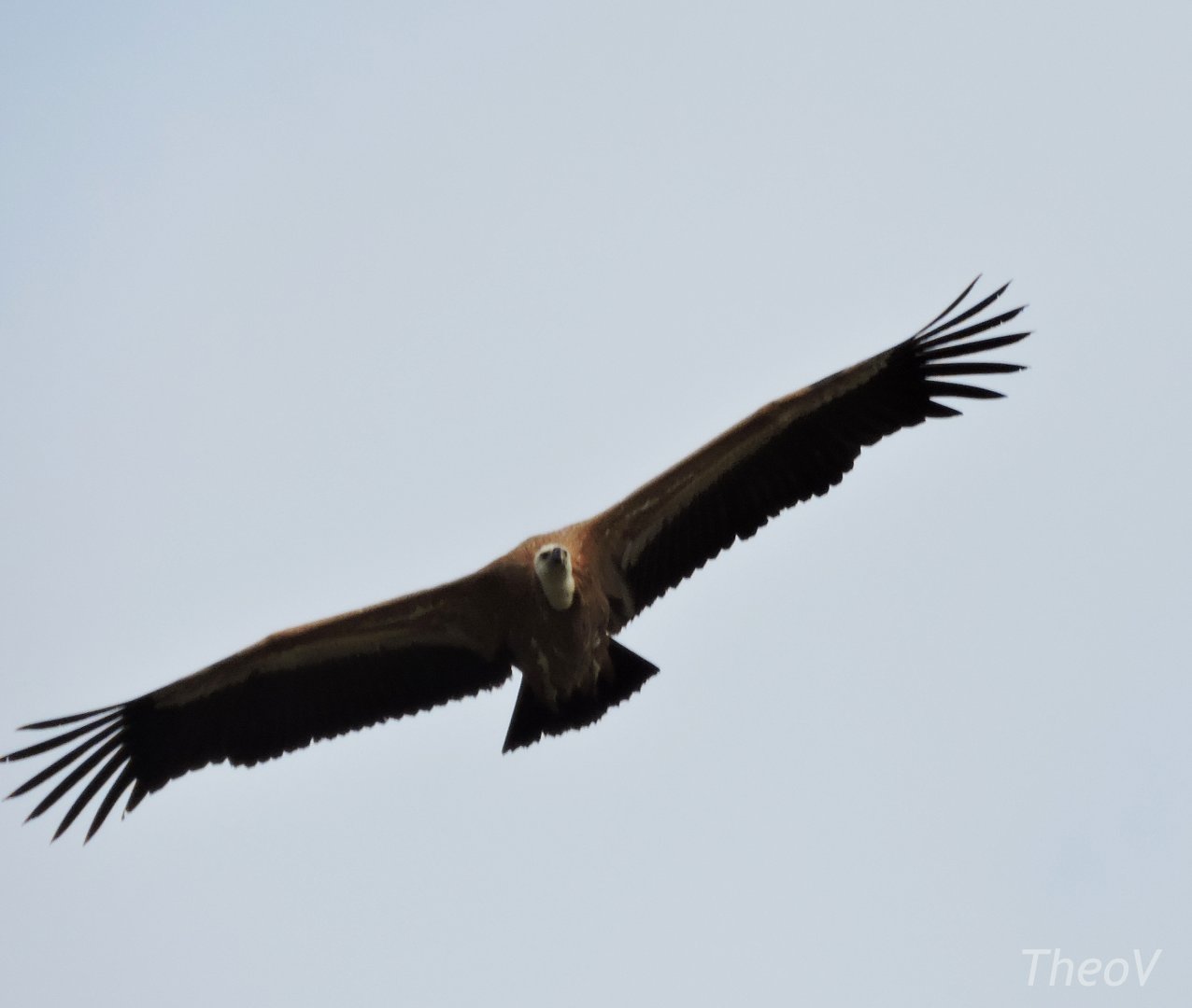 Vulture - Flightshow [2015]