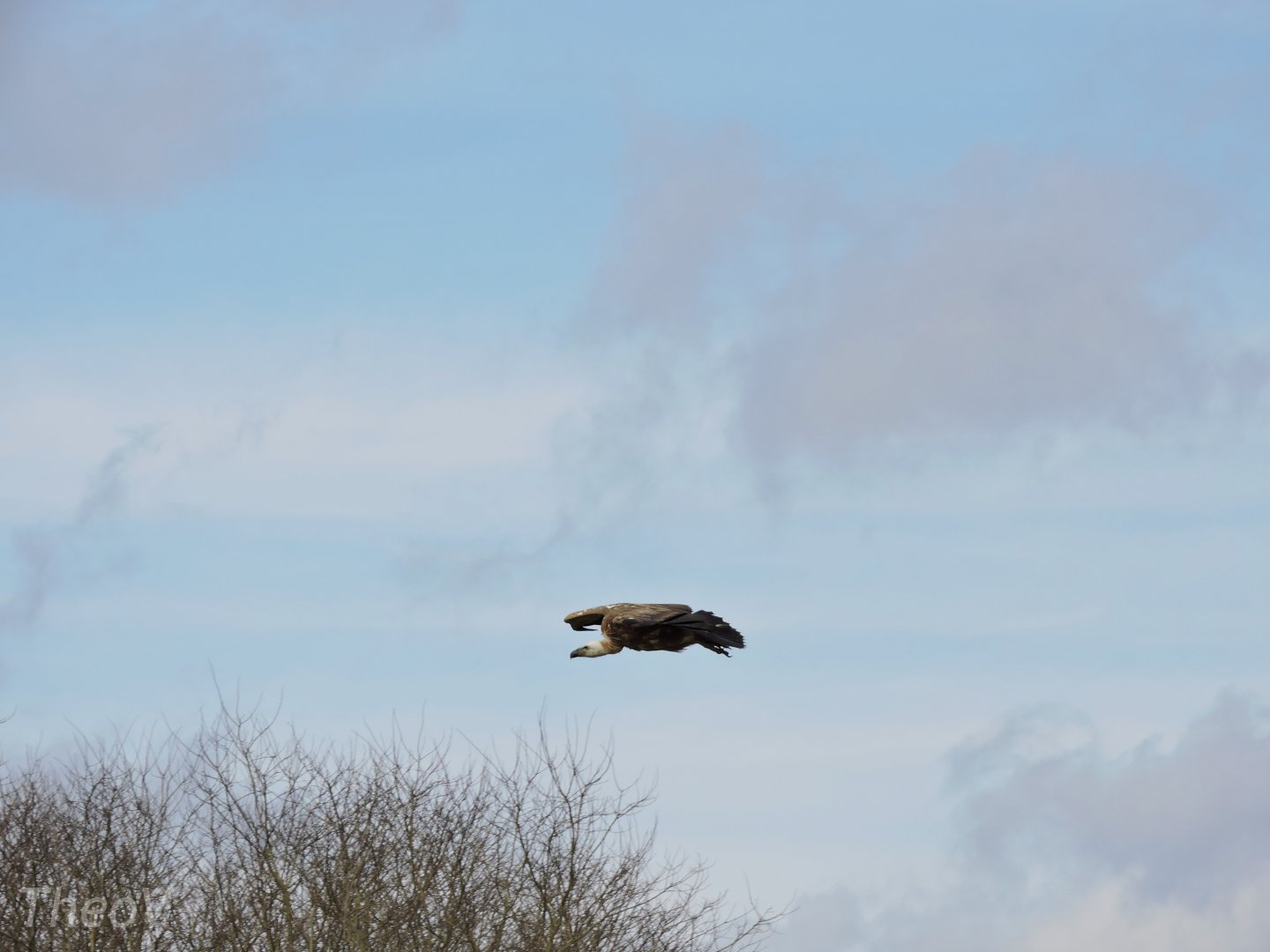 Vulture - Flightshow [2015]