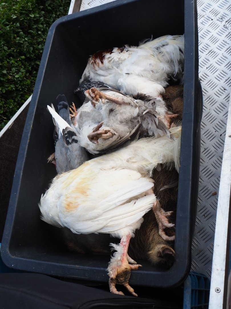 Vulture food for carcass feeding (Sep 2nd, 2018)