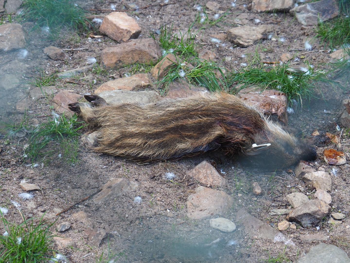 Vulture food ready for carcass feeding (Sep 2nd, 2018)